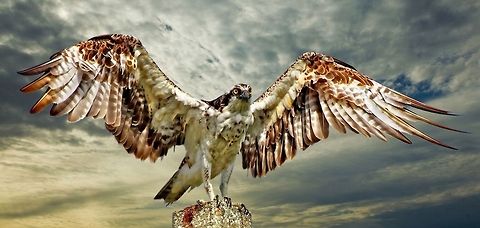 Osprey showing off its wing spread  Osprey,Pandion haliaetus,birds,birds of prey,raptors,sea eagle