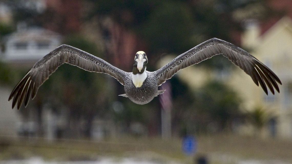 Duck!  Low flying pelican I was doing some photography on the beach and when I looked up, this pelican was coming right at me quite low. Brown pelican,Pelecanus occidentalis,birds,fish eating birds,fishing birds,pelican,pelican in flight,swimming birds,water birds