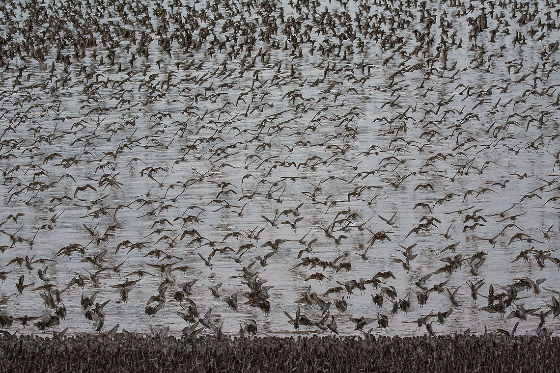 Migration of the sandpipers Every summer, over 300,000 semi-pileated sandpipers migrate from the Canadian Arctic to the Bay of Fundy in New Brunswick to rest and feed before their final flight to South America. This captures the awesome spectacle of them arriving on the shoreline. Calidris pusilla,Semipalmated sandpiper,bird,birds,sandpiper,sandpipers