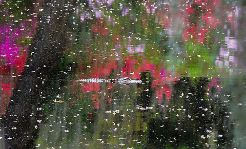 Beauty and the beast Beautiful reflections from blossoming magnolias and trees, intertwined with petals floating in the water and an alligator on the hunt for food. He looks almost out of place with these striking surroundings. Alligator mississippiensis,American Alligator,Flowers,alligator,alligators,animal,animals,flower