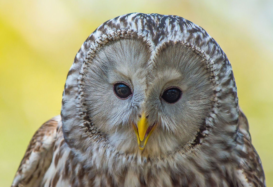 Ural Owl A resting Ural Owl, one of the most striking of all owls. He almost seems to be smiling. Bird of prey,Birds,Owl,Strix uralensis,Ural Owl,bird,owls