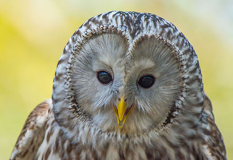 Ural Owl A resting Ural Owl, one of the most striking of all owls. He almost seems to be smiling. Bird of prey,Birds,Owl,Strix uralensis,Ural Owl,bird,owls
