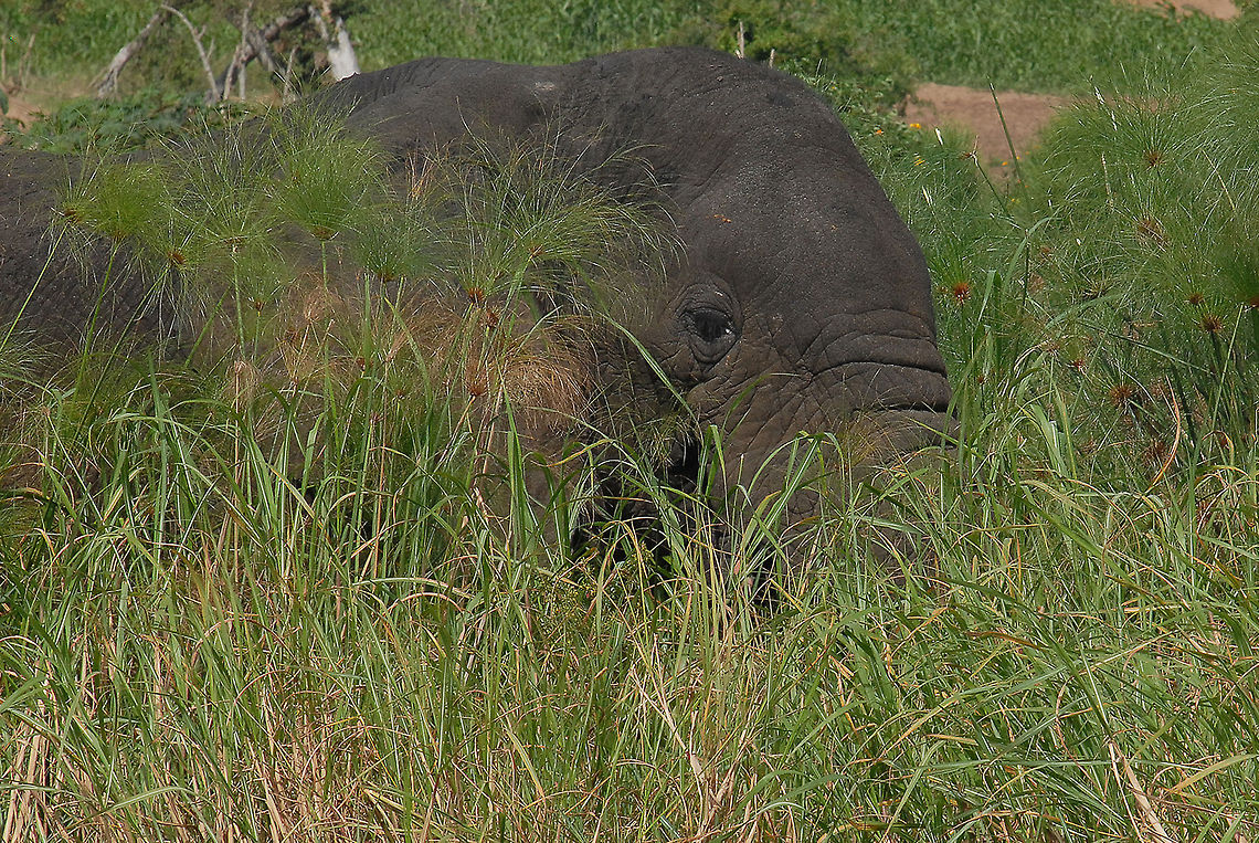 elephant  African bush elephant,Loxodonta africana,Rwanda