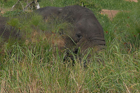 elephant  African bush elephant,Loxodonta africana,Rwanda