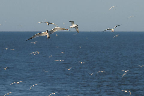 Whiskered tern  Chlidonias hybrida,Geotagged,Senegal,Whiskered tern