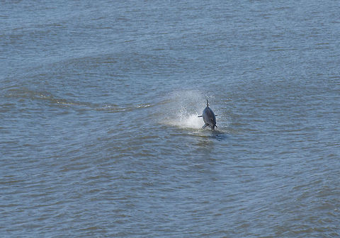 dolphin  Common bottlenose dolphin,Geotagged,Senegal,Tursiops truncatus