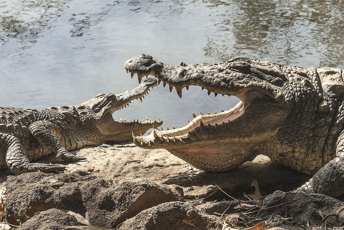 crocodile  Crocodylus niloticus,Geotagged,Nile crocodile,The Gambia