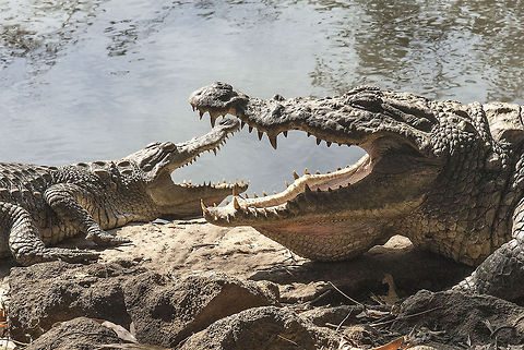 crocodile  Crocodylus niloticus,Geotagged,Nile crocodile,The Gambia