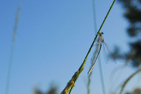 dragonfly, Nehalennia speciosa  Nehalennia speciosa,pygmy damselfly,sedgeling,sedgling
