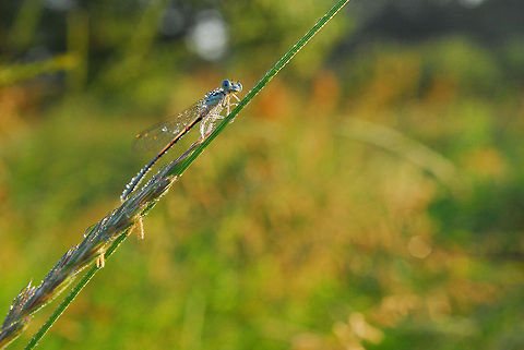 dragonfly, Nehalennia speciosa  Nehalennia speciosa,pygmy damselfly,sedgeling,sedgling