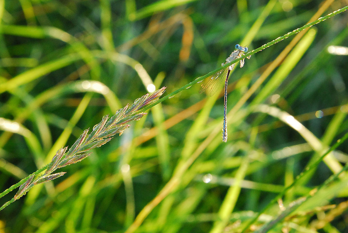 dragonfly, Nehalennia speciosa  Nehalennia speciosa,dragonfly