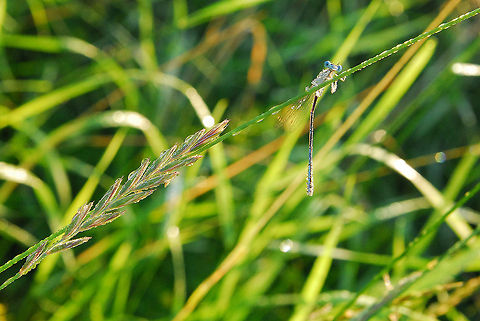 dragonfly, Nehalennia speciosa  Nehalennia speciosa,dragonfly