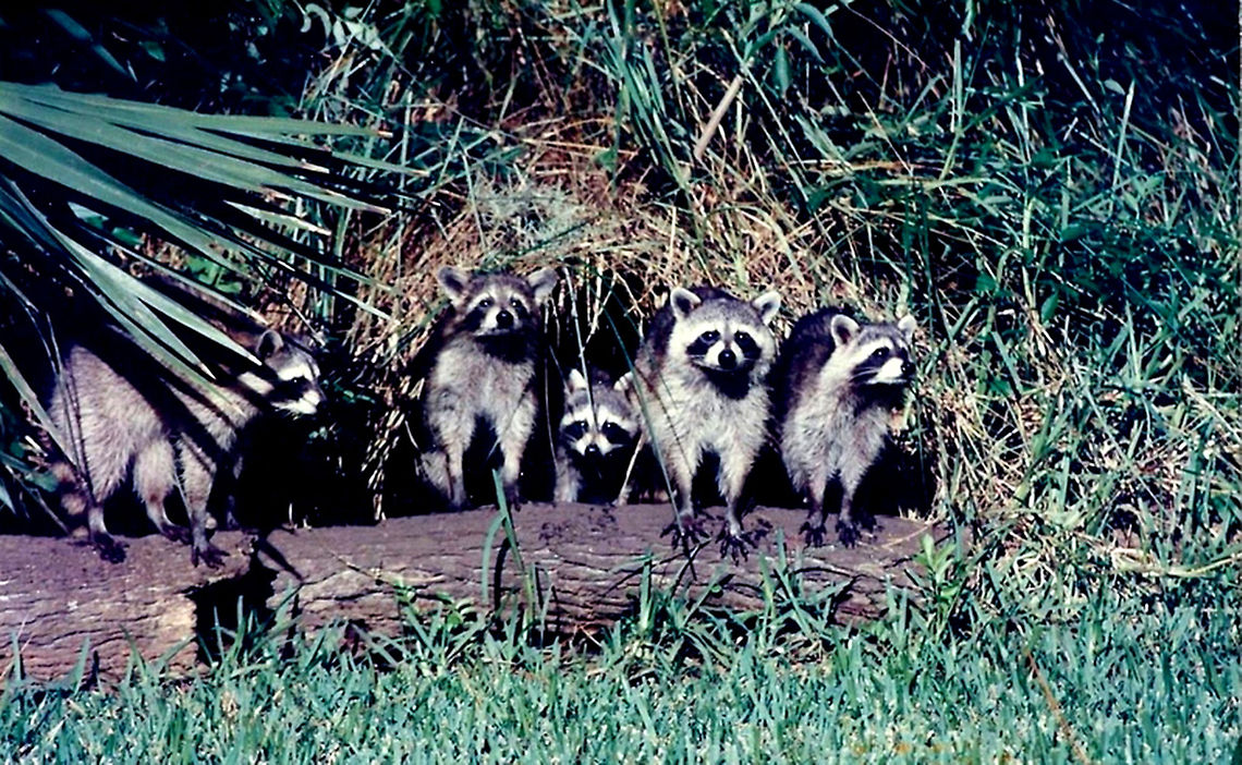 Best Raccoons  Procyon lotor,Raccoon