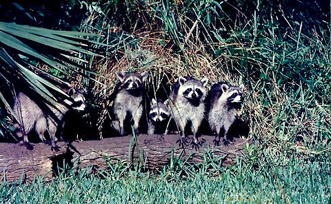 Best Raccoons  Procyon lotor,Raccoon