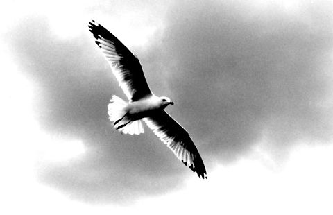 Sea Gull Black and white soring sea gull bird,looking for food.,sea gull,soring