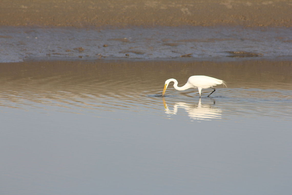 IMG_1326  Ardea alba,Great egret