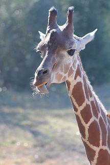 IMG_4432  Giraffa camelopardalis,Giraffe