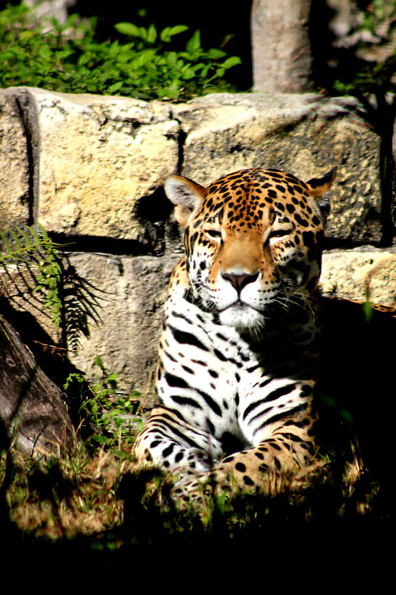 1-IMG_4455  Jaguar,Panthera onca