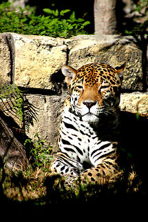 1-IMG_4455  Jaguar,Panthera onca