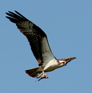 1-IMG_1878  Osprey,Pandion haliaetus