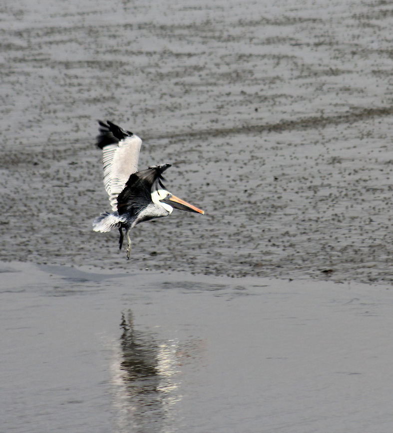 1-IMG_3732  Brown Pelican,Pelecanus occidentalis