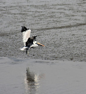 1-IMG_3732  Brown Pelican,Pelecanus occidentalis