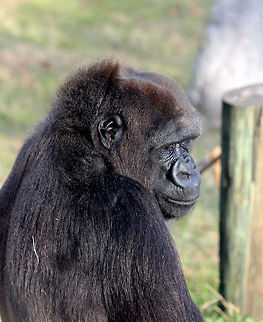 1-IMG_4990  Gorilla gorilla,Western gorilla