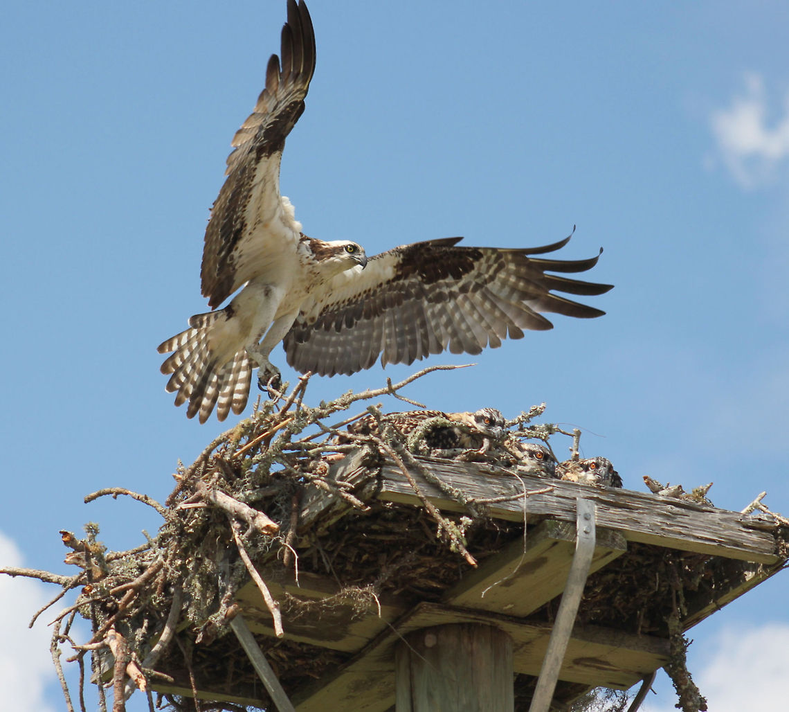 1-IMG_1872  Osprey,Pandion haliaetus