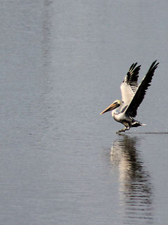1-IMG_3851  Brown Pelican,Pelecanus occidentalis