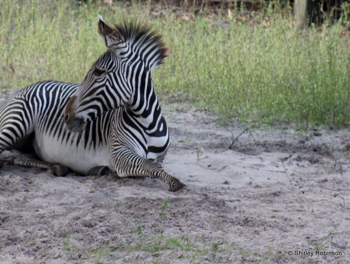 1-IMG_4864  Equus quagga,Plains zebra