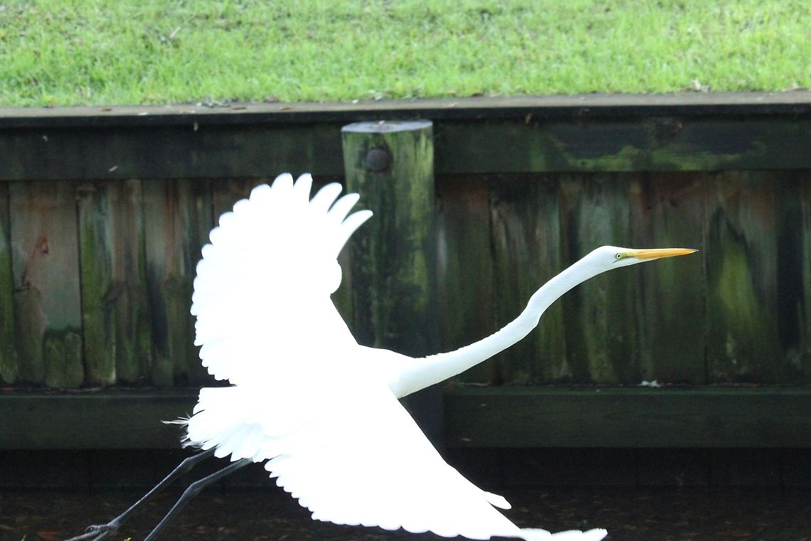 IMG_3356  Ardea alba,Great egret