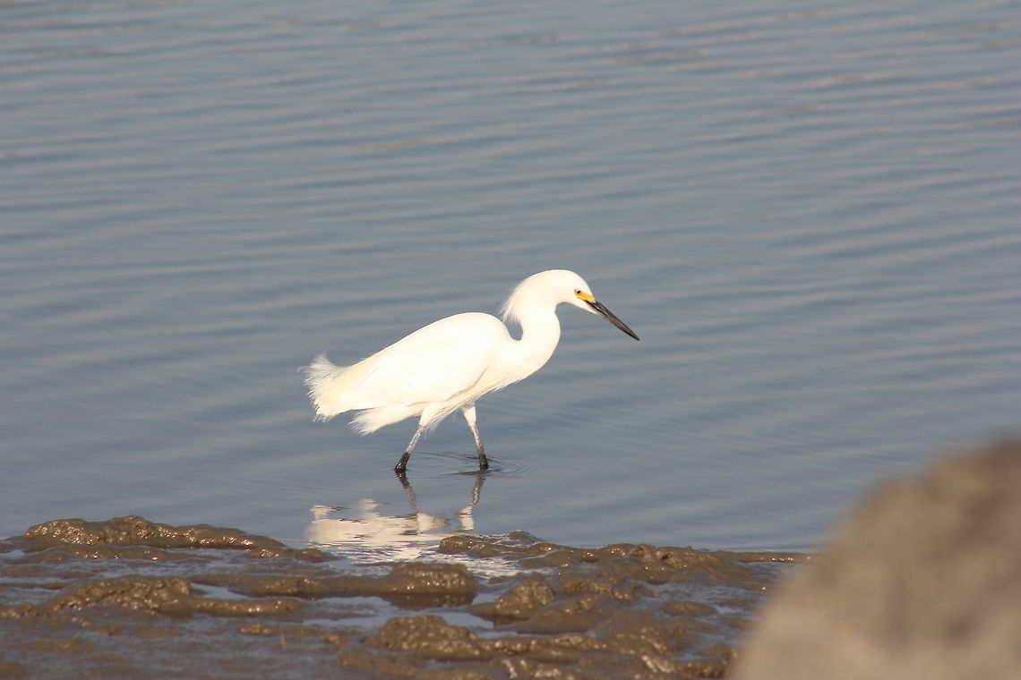 Snowy Egret  Egretta thula,Snowy Egret