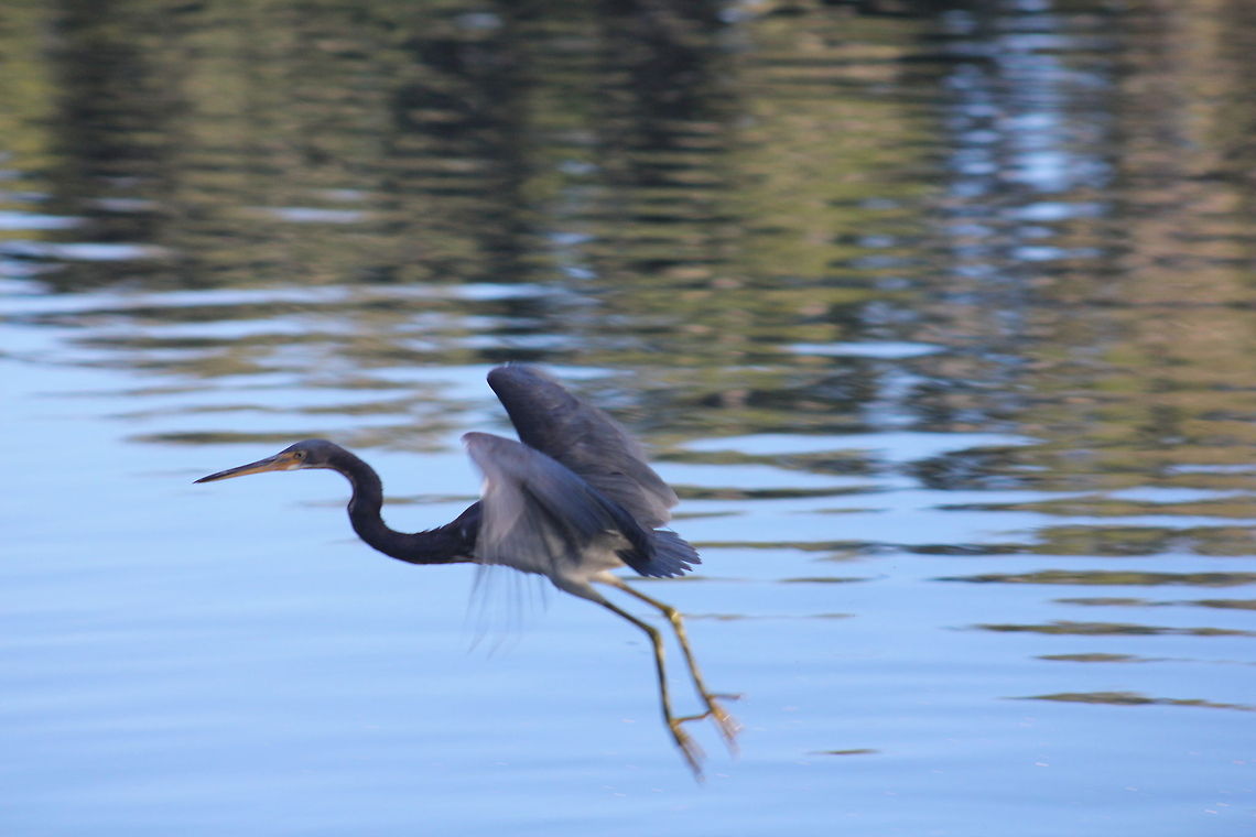 IMG_4026  Ardea herodias,Great Blue Heron