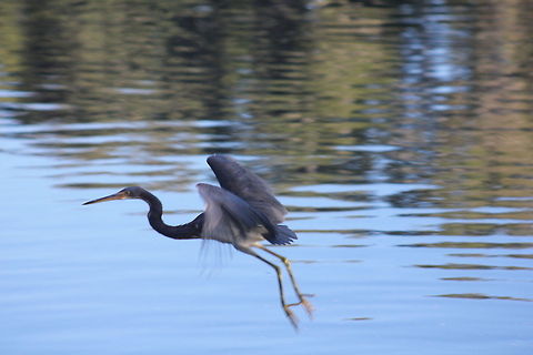 IMG_4026  Ardea herodias,Great Blue Heron