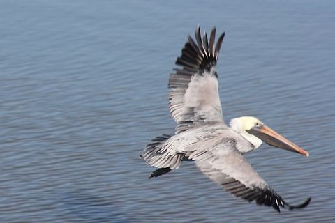 IMG_3781  Brown Pelican,Pelecanus occidentalis