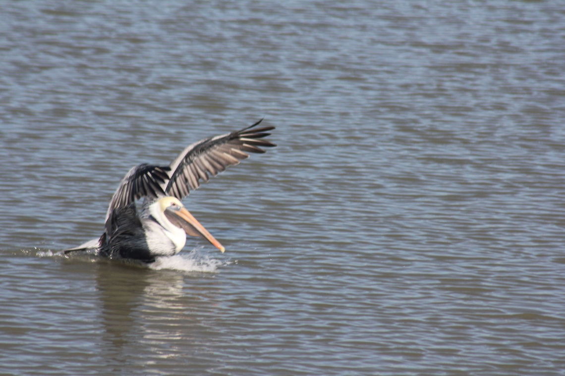 Brown Pelican Taking off