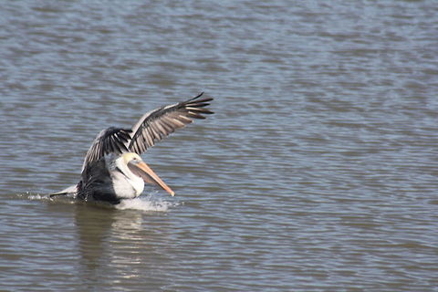 Brown Pelican Taking off
