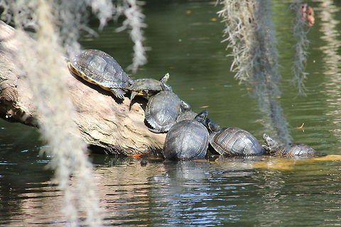 IMG_0904  Chelodina longicollis,Eastern Long Necked Turtle,Trachemys scripta scripta,Yellow-bellied Slider