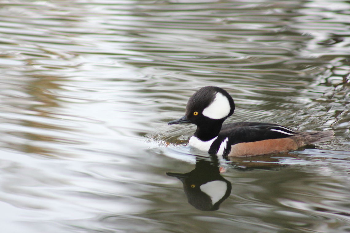 Hooded merganser  Hooded Merganser,Lophodytes cucullatus