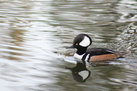 Hooded merganser  Hooded Merganser,Lophodytes cucullatus