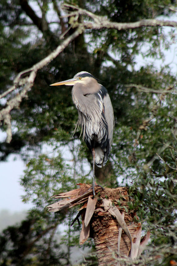 Great Blue Heron Heron sitting in tree.  Ardea herodias,Great Blue Heron,looking for lunch,tree
