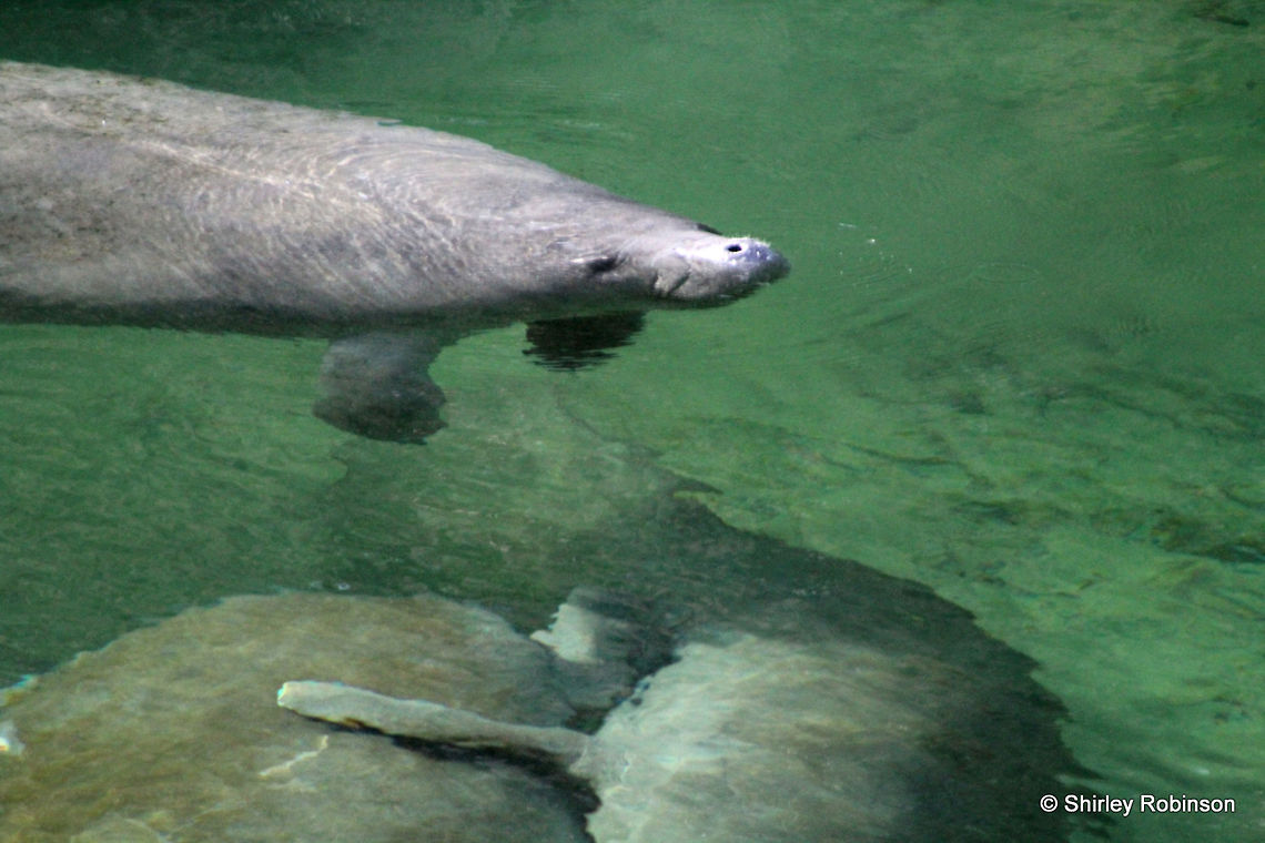 Manatee Manatee in Blue Springs. So gentle and big. Trichechus manatus,West Indian manatee