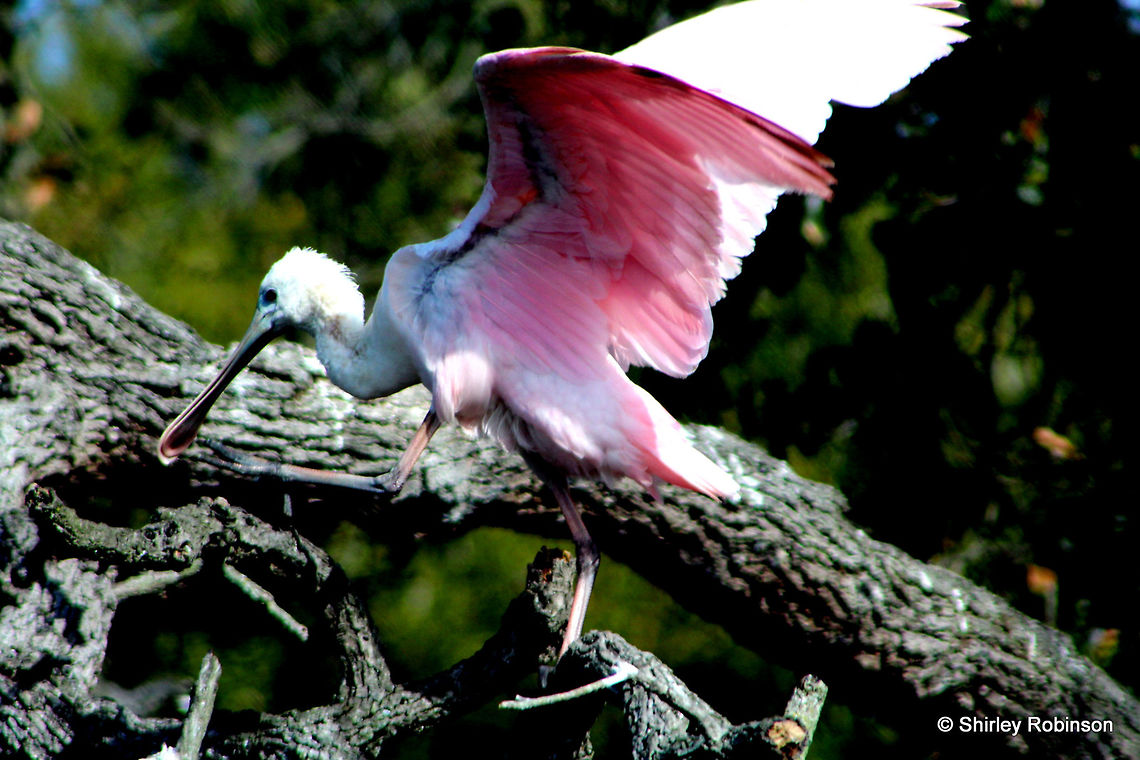 Roseate Spoonbill I found this bird at the Alligator farm in Florida Platalea ajaja,Roseate Spoonbill