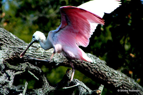 Roseate Spoonbill I found this bird at the Alligator farm in Florida Platalea ajaja,Roseate Spoonbill