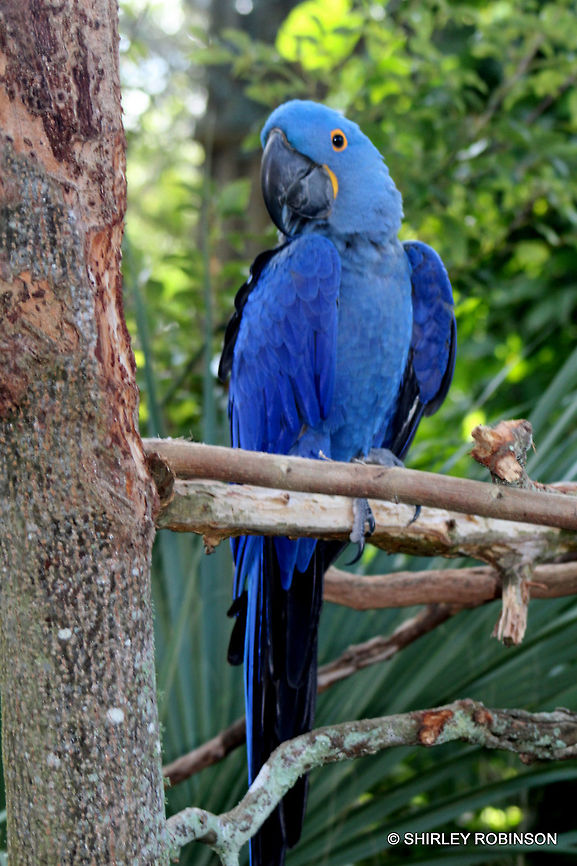 Hyacinth Macaw Beautiful big bird. Blue color is unbelieveable Anodorhynchus hyacinthinus,Hyacinth Macaw
