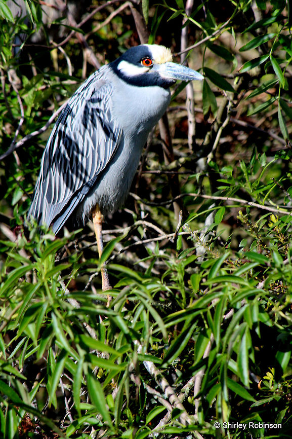 Yellow night crowned heron Heron sitting  on the side of the St. Johns River Nyctanassa violacea,Yellow-crowned Night Heron