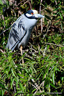 Yellow night crowned heron Heron sitting  on the side of the St. Johns River Nyctanassa violacea,Yellow-crowned Night Heron