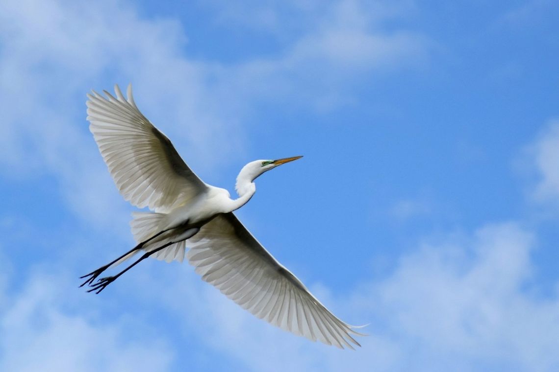 Bird's Eye View Best ever flying Ardea alba,Great egret