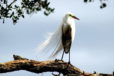 Great Egret Real Good Ardea alba,Great egret