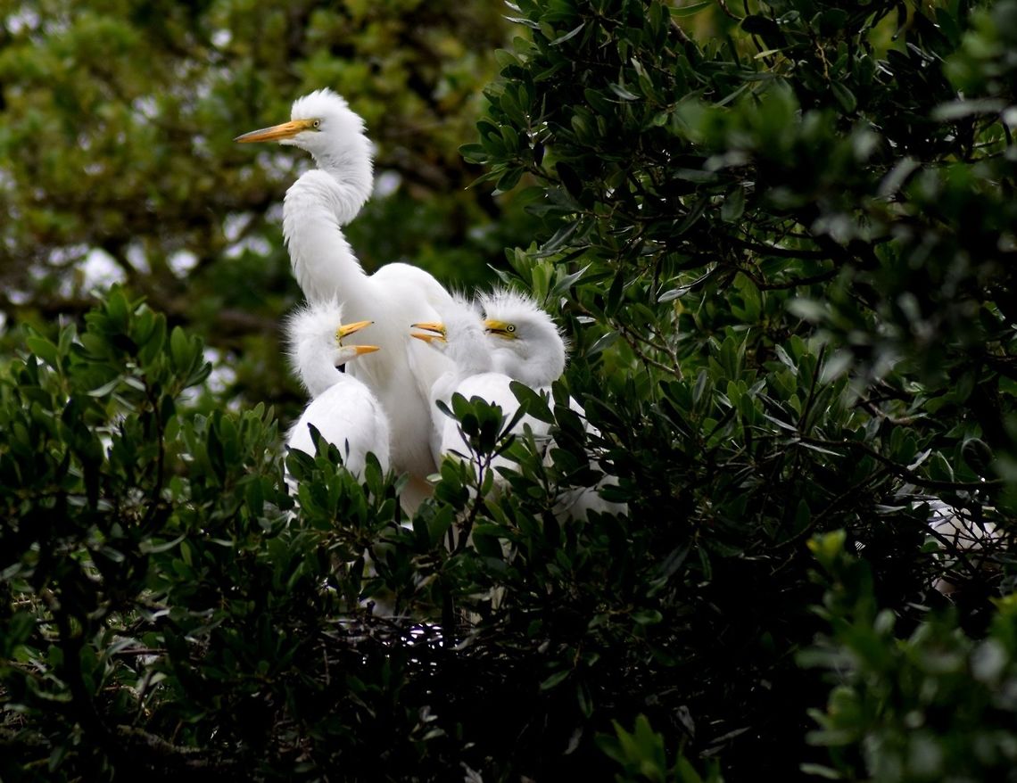 Great Eastern Egret Mama and babies taken St. Augustine Fl at a bird rookery Ardea alba,Great egret